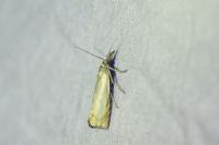 Chrysoteuchia culmella