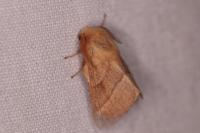 Malacosoma neustria