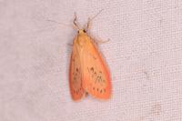 Miltochrista miniata