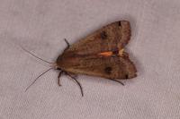 Noctua pronuba