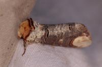 Phalera bucephala