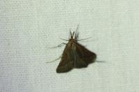 Synaphe punctalis