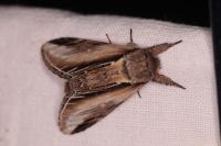 Pheosia tremula