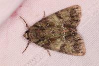 Polyphaenis sericata