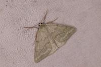 Pseudoterpna pruinata
