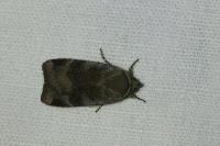 Noctua janthe/janthina