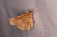 Selenia lunularia