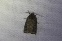 Ipimorpha retusa