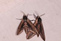 Sphinx ligustri