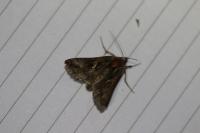 Autographa gamma