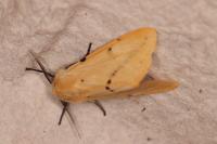 Spilarctia lutea