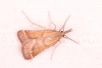 Synaphe punctalis