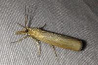 Pediasia luteella