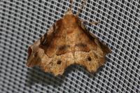 Selenia tetralunaria