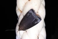Amphipyra livida