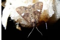 Mesapamea secalella/secalis
