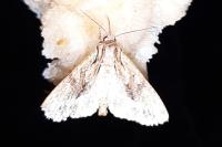 Apamea monoglypha monoglypha