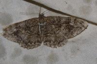 Alcis repandata