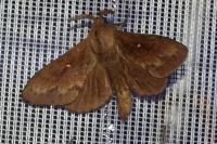 Dendrolimus pini pini
