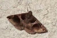 Dysgonia algira