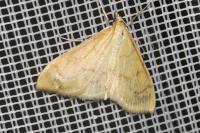 Paratalanta hyalinalis