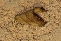 Falcaria lacertinaria