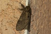 Notodonta torva