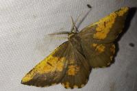 Angerona prunaria