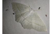 Campaea margaritaria