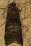 Phycita roborella