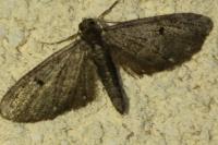 Eupithecia