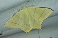 Ourapteryx sambucaria