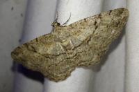 Peribatodes rhomboidaria rhomboidaria