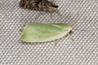 Earias clorana