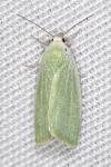 Earias clorana