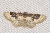 Idaea rusticata