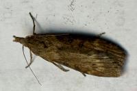 Lamoria anella