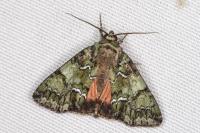 Polyphaenis sericata