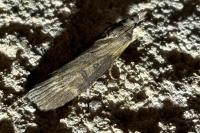 Lamoria anella