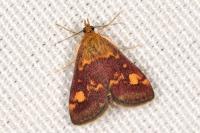 Pyrausta aurata