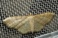 Idaea fuscovenosa