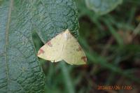 Opisthograptis luteolata