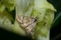 Pyrausta