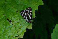 Arctia plantaginis