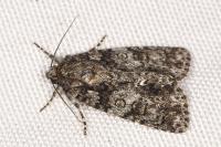 Acronicta rumicis