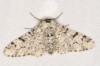 Biston betularia