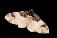 Catarhoe cuculata