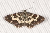 Epirrhoe tristata