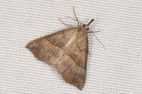 Hypena proboscidalis