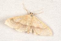 Idaea aversata
